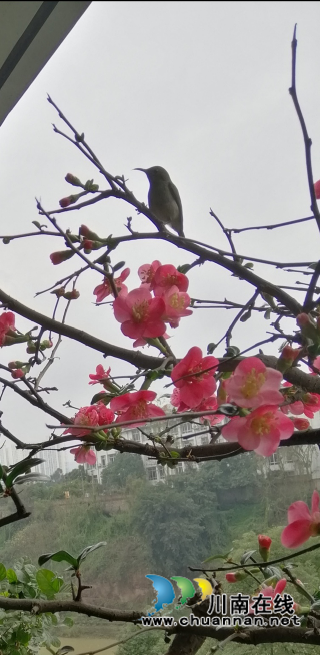 抗“疫”使命，瀘州市評協(xié)繼續(xù)在行動—— 部分會員作品選編（總第10期）(圖3)