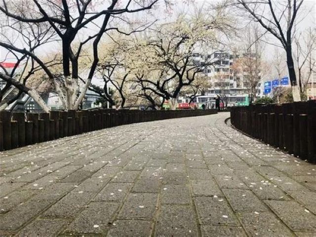 【西南醫(yī)大中醫(yī)院馳援武漢?一線】花開了，我要把好消息告訴8床的婆婆(圖3)