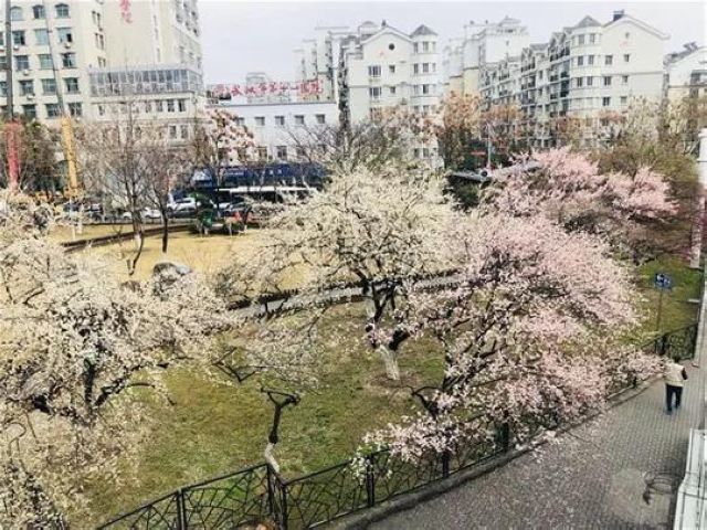 【西南醫(yī)大中醫(yī)院馳援武漢?一線】花開了，我要把好消息告訴8床的婆婆(圖5)