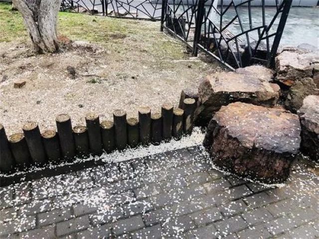 【西南醫(yī)大中醫(yī)院馳援武漢?一線】花開了，我要把好消息告訴8床的婆婆(圖6)