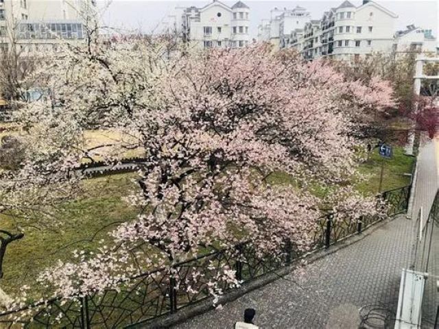 【西南醫(yī)大中醫(yī)院馳援武漢?一線】花開了，我要把好消息告訴8床的婆婆(圖7)