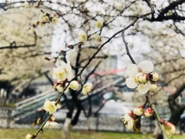 【西南醫(yī)大中醫(yī)院馳援武漢?一線】花開了，我要把好消息告訴8床的婆婆(圖8)