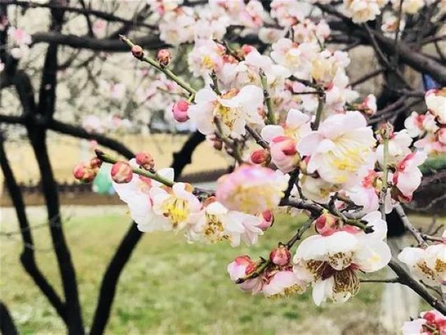 【西南醫(yī)大中醫(yī)院馳援武漢?一線】花開了，我要把好消息告訴8床的婆婆(圖9)