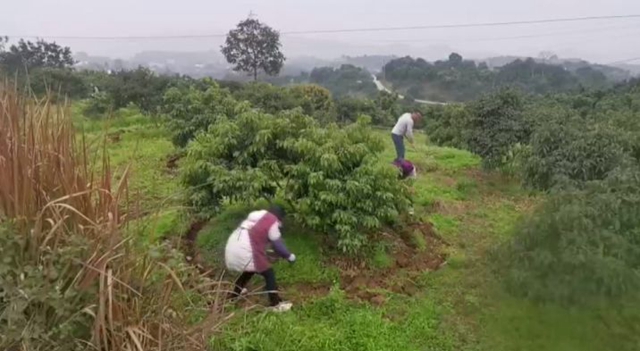 合江荔農(nóng)：不負春光勤勞作，守望七月荔枝紅(圖1)