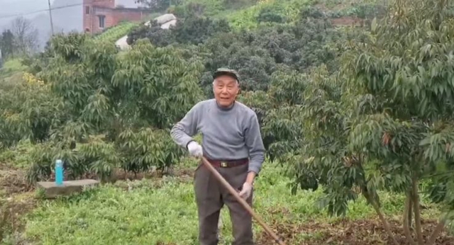 合江荔農(nóng)：不負春光勤勞作，守望七月荔枝紅(圖3)