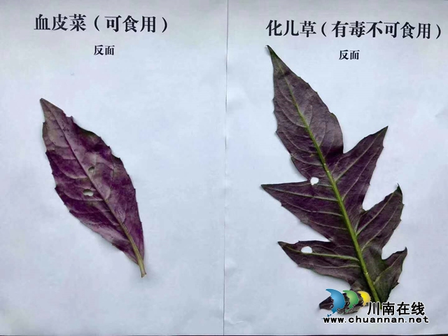 【危險】瀘州一家六口吃血皮菜中毒了？(圖4)