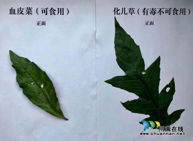 【危險】瀘州一家六口吃血皮菜中毒了？(圖3)