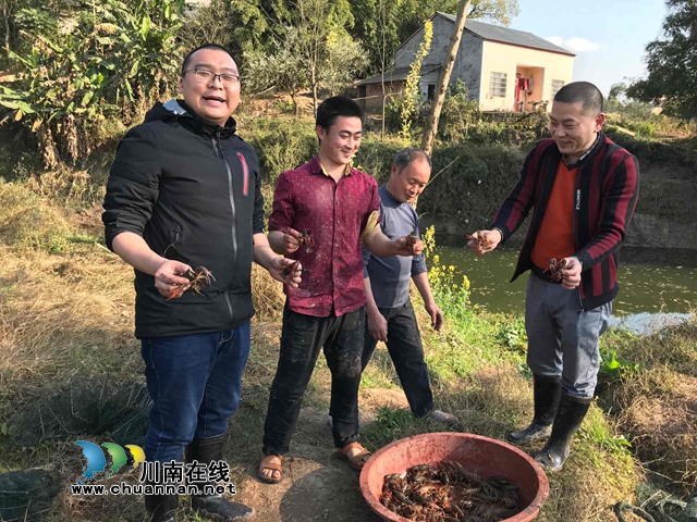 瀘縣：90后“第一書記”率先發(fā)力 微信售賣初春第一批小龍蝦
