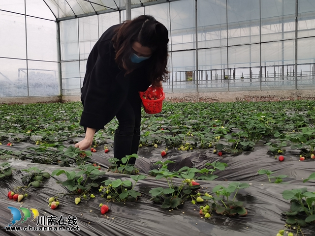 訂單配送 限制入園  瀘縣立石鎮(zhèn)草莓“出園”新方式(圖2)