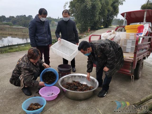  瀘縣：小小龍蝦身價(jià)高 脫貧增收好幫手(圖7)