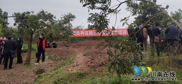 瀘州市龍眼良種高換示范項(xiàng)目技術(shù)培訓(xùn)會(huì)在太伏鎮(zhèn)召開(圖3)