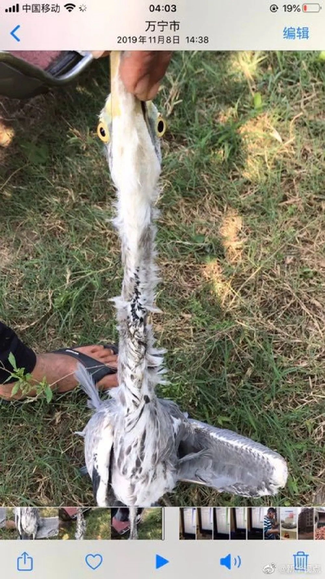 頂風(fēng)作案！獵食野生動物，還發(fā)朋友圈炫耀(圖3)