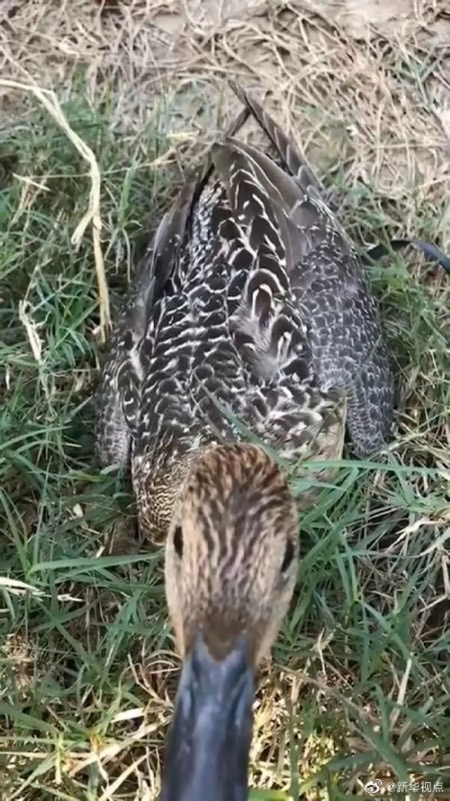 頂風(fēng)作案！獵食野生動物，還發(fā)朋友圈炫耀(圖5)
