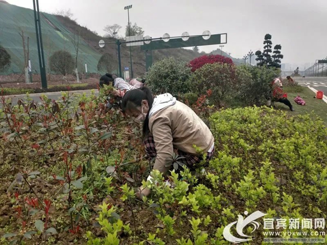 好消息！金沙江大道二期預(yù)計(jì)4月底竣工，連接南岸西區(qū)至繞城高速(圖2)