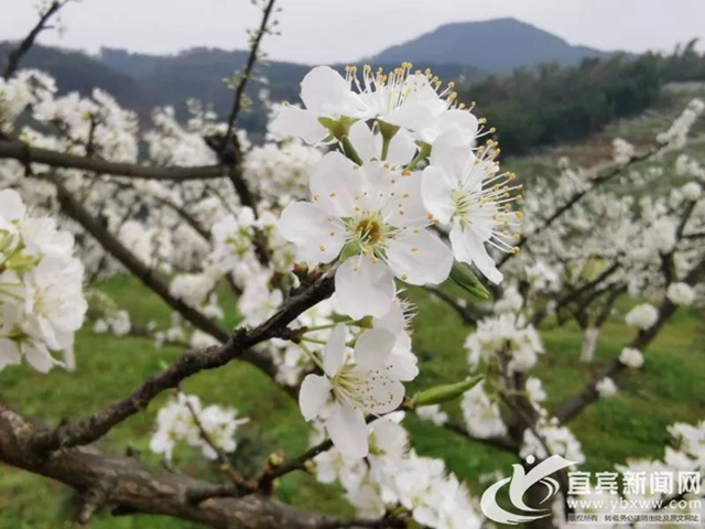 央視點贊宜賓的春花（美圖、視頻）(圖2)
