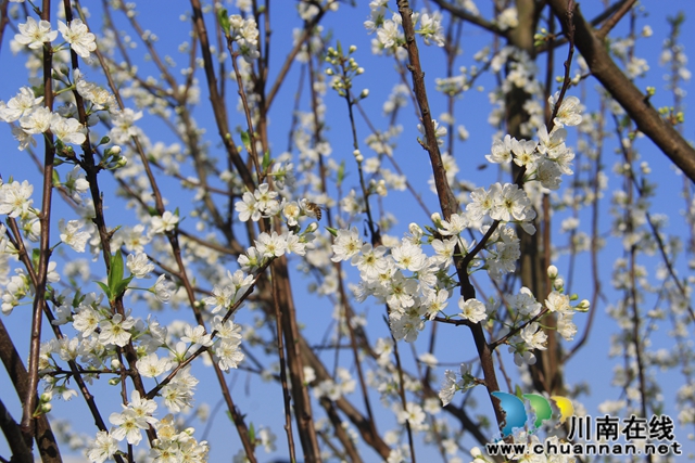 瀘縣云龍鎮(zhèn)：脆甜李花開(kāi)引蜜忙，六月豐收笑開(kāi)顏