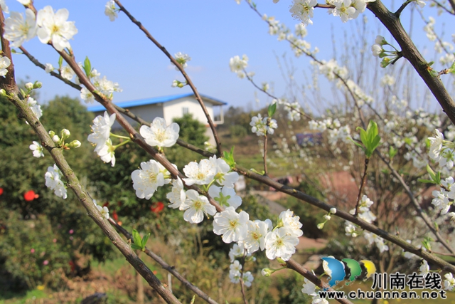 瀘縣云龍鎮(zhèn)：脆甜李花開引蜜忙，六月豐收笑開顏(圖3)