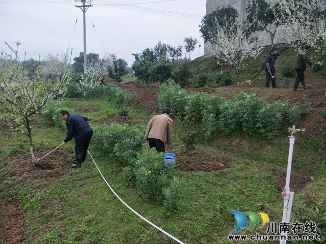 瀘縣云龍鎮(zhèn)：脆甜李花開引蜜忙，六月豐收笑開顏(圖6)