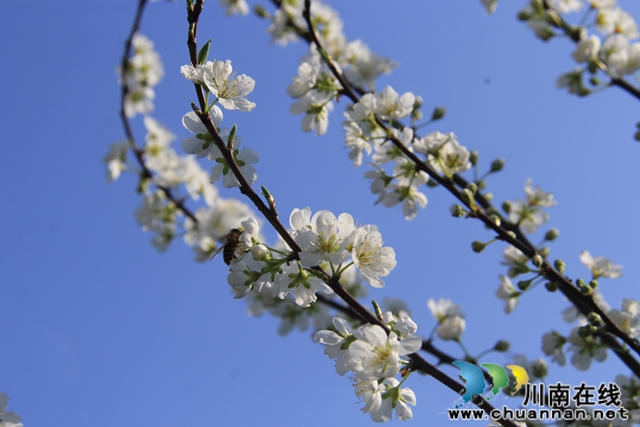 瀘縣云龍鎮(zhèn)：脆甜李花開引蜜忙，六月豐收笑開顏(圖7)