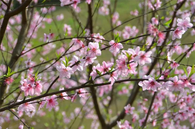 每日限500人次 ，瀘州植物園恢復(fù)開園！(圖4)
