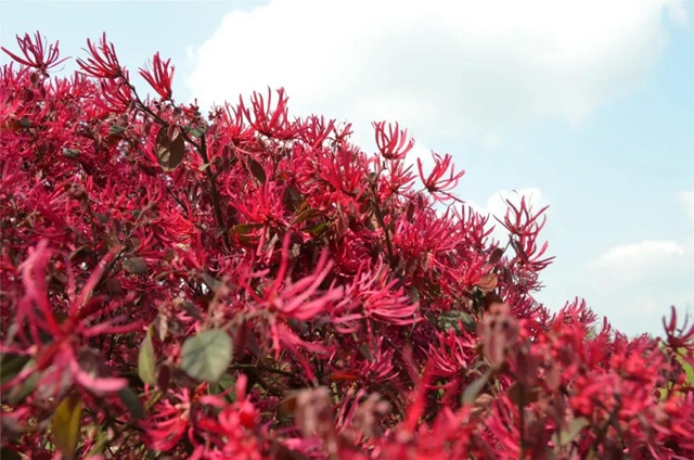 每日限500人次 ，瀘州植物園恢復(fù)開園！(圖5)