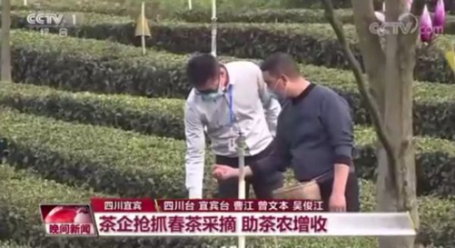 2億資金助茶農(nóng)！央視點(diǎn)贊宜賓！這些茶葉持續(xù)熱銷