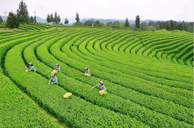 2億資金助茶農(nóng)！央視點(diǎn)贊宜賓！這些茶葉持續(xù)熱銷(xiāo)(圖3)