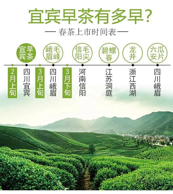 2億資金助茶農(nóng)！央視點(diǎn)贊宜賓！這些茶葉持續(xù)熱銷(xiāo)(圖13)