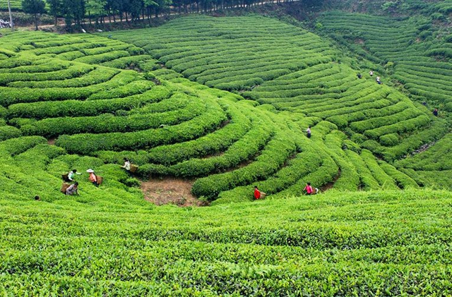 2億資金助茶農(nóng)！央視點(diǎn)贊宜賓！這些茶葉持續(xù)熱銷(xiāo)(圖14)
