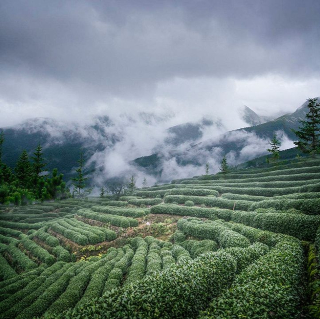 2億資金助茶農(nóng)！央視點(diǎn)贊宜賓！這些茶葉持續(xù)熱銷(xiāo)(圖15)