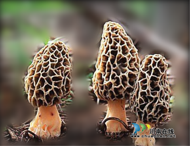 吃了大補還能助山區(qū)群眾脫貧增收，古藺“陽雀雀”來了！(圖1)