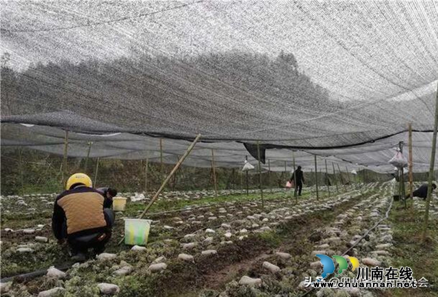 吃了大補還能助山區(qū)群眾脫貧增收，古藺“陽雀雀”來了！(圖6)