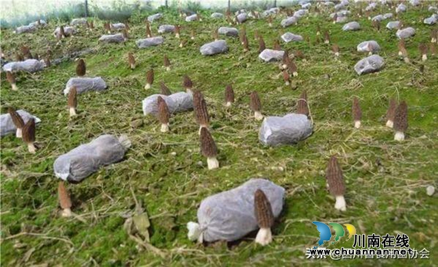 吃了大補還能助山區(qū)群眾脫貧增收，古藺“陽雀雀”來了！(圖7)