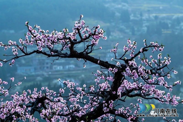 “云”賞瀘州丨赤水河畔桃李芬芳，敘永這些地方美翻了！(圖14)