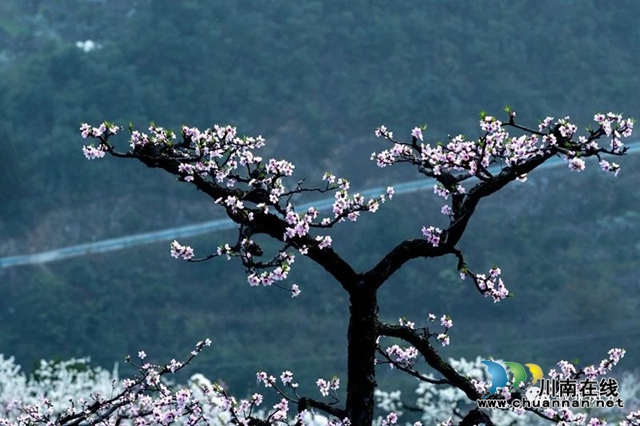 “云”賞瀘州丨赤水河畔桃李芬芳，敘永這些地方美翻了！(圖10)