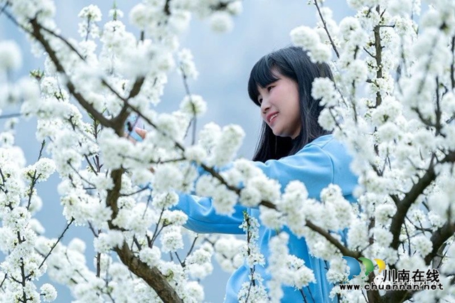 “云”賞瀘州丨赤水河畔桃李芬芳，敘永這些地方美翻了！(圖23)