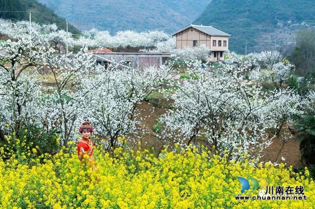 “云”賞瀘州丨赤水河畔桃李芬芳，敘永這些地方美翻了！(圖30)