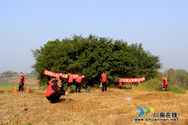 瀘縣云龍鎮(zhèn)：又逢植樹節(jié)，種下增收樹