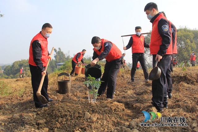 瀘縣云龍鎮(zhèn)：又逢植樹節(jié)，種下增收樹(圖2)
