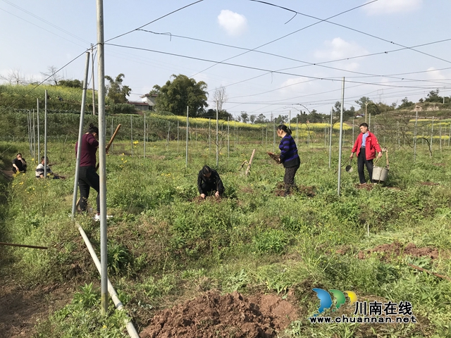 瀘縣立石鎮(zhèn)：防疫生產(chǎn)兩不誤 春種正忙時(shí) (圖1)
