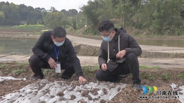 合江縣白米鎮(zhèn)：特色產業(yè)帶民富