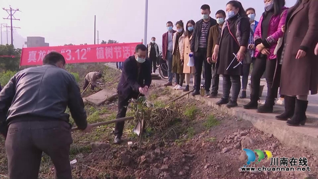 合江縣真龍鎮(zhèn)：不負好春光，栽種果苗忙