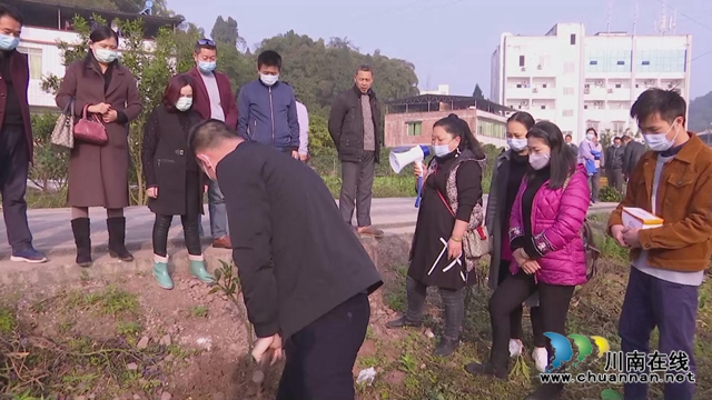 合江縣真龍鎮(zhèn)：不負(fù)好春光，栽種果苗忙(圖2)