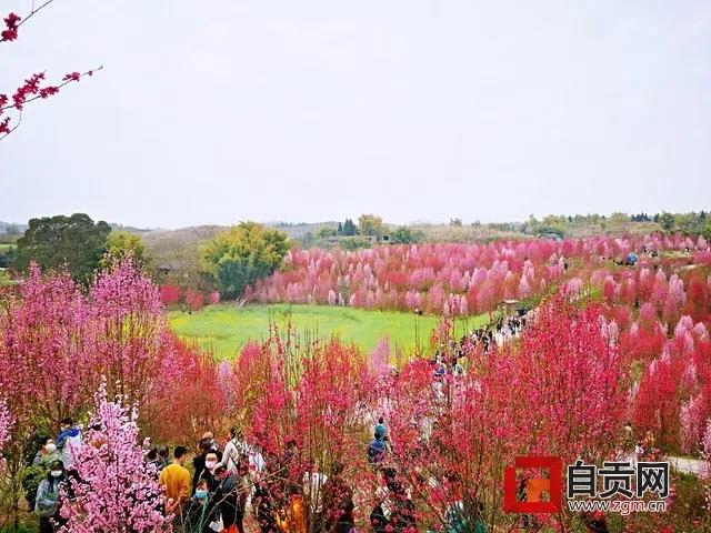 @自貢人：疫情未結(jié)束，請(qǐng)錯(cuò)峰賞花，切勿扎堆！