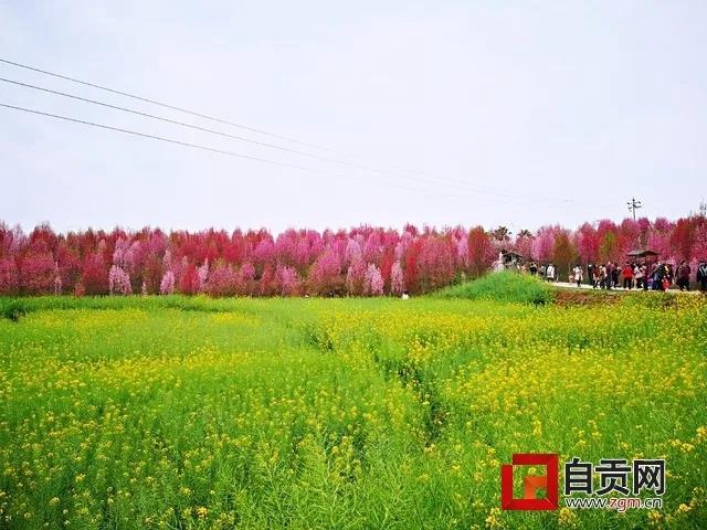 @自貢人：疫情未結(jié)束，請(qǐng)錯(cuò)峰賞花，切勿扎堆！(圖3)