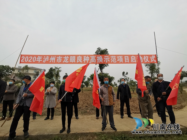 瀘州市今年龍眼良種高換3000畝 涉及7個(gè)鄉(xiāng)鎮(zhèn)(圖4)