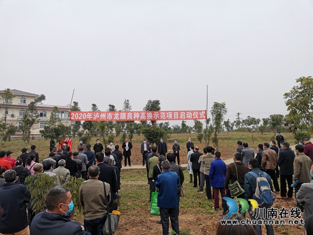瀘州市今年龍眼良種高換3000畝 涉及7個(gè)鄉(xiāng)鎮(zhèn)(圖5)