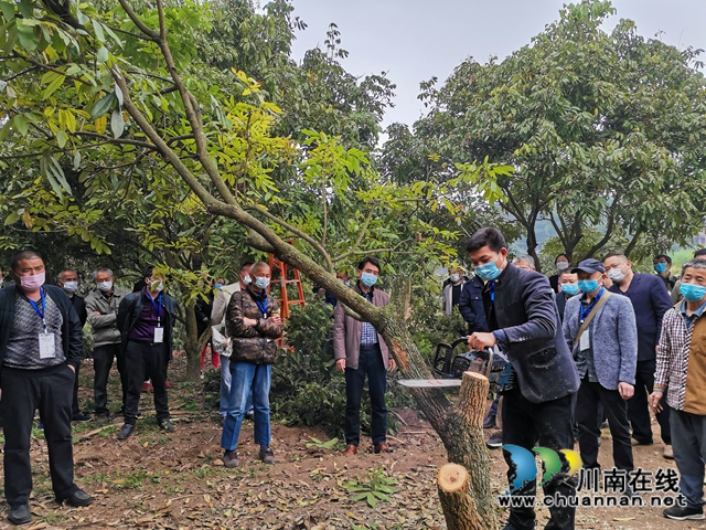 瀘州市今年龍眼良種高換3000畝 涉及7個(gè)鄉(xiāng)鎮(zhèn)(圖3)