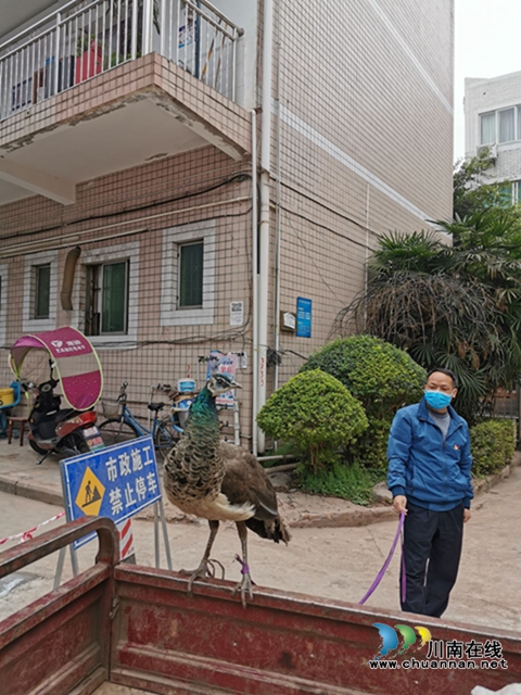 瀘縣玉蟾街道：送“野生孔雀”回家，市民接連點(diǎn)贊(圖3)