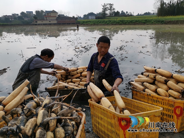 瀘縣云龍鎮(zhèn)：蔬果聯(lián)姻促融合，多點開花促增收(圖2)